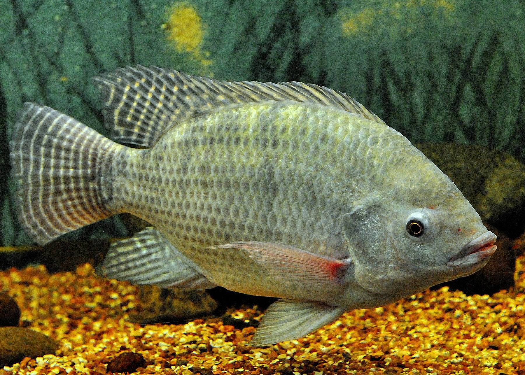 Usarán harina de Tilapia para cultivar tomates – Instituto Tecnológico ...